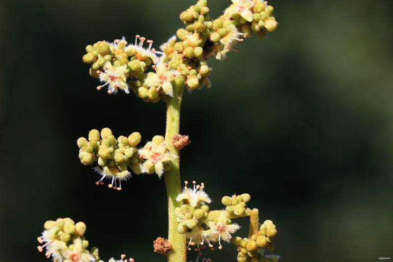Holigarna grahamii eFlora of India